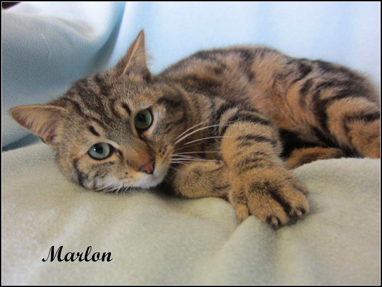 MARLON - M - Né le 01/05/2015 - Adopté en juillet 2016