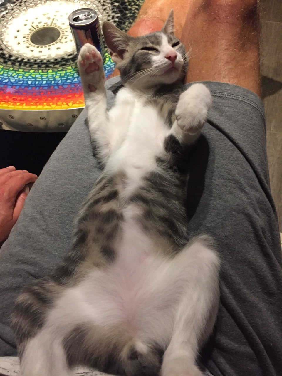 Piccolo (renomé parker) - M - Né le 15/3/2019 - Adopté en juin 2019