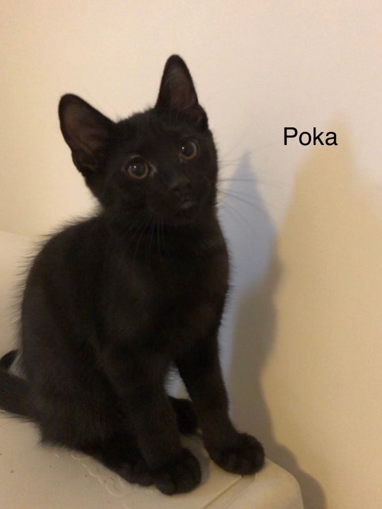 Poka - M - Né le 1/4/2019 - Adopté en novembre 2019