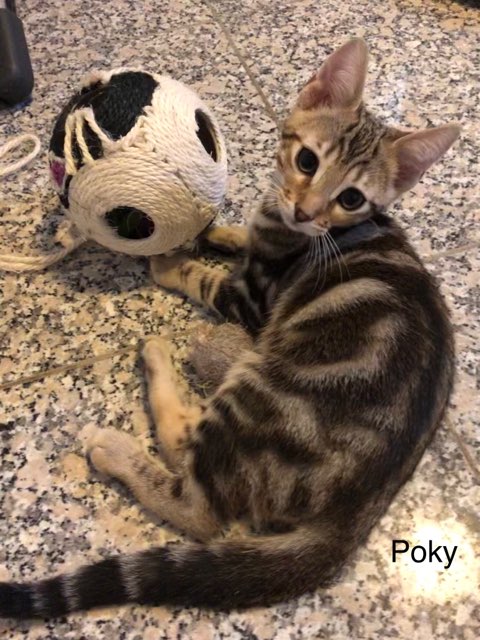 Poky - M - Né le 1/4/2019 - Adopté en février 2020