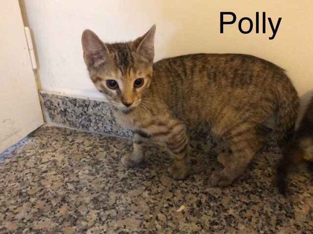 Polly - F - Née le 1/4/2019 - Adoptée en sept 2019
