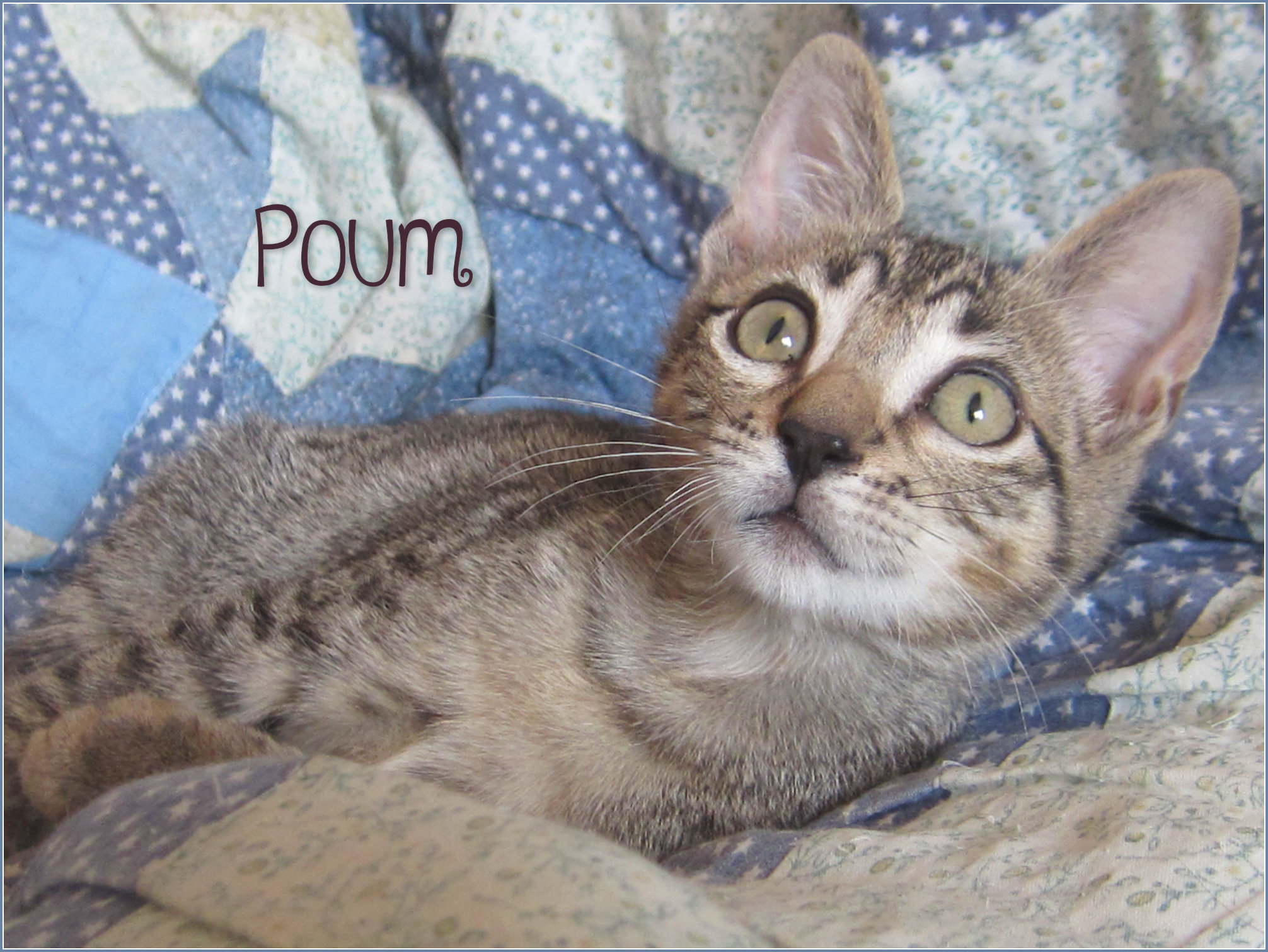 Poum - M - Né le 1/7/2019 - Adopté en mars 2020