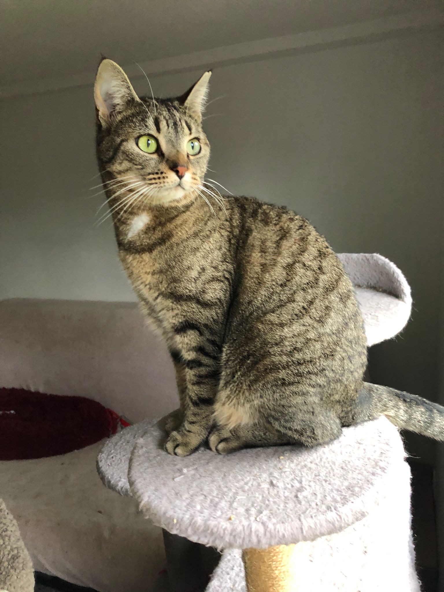 Princesse - F - née le 15/7/21 adoptée en mars 2023