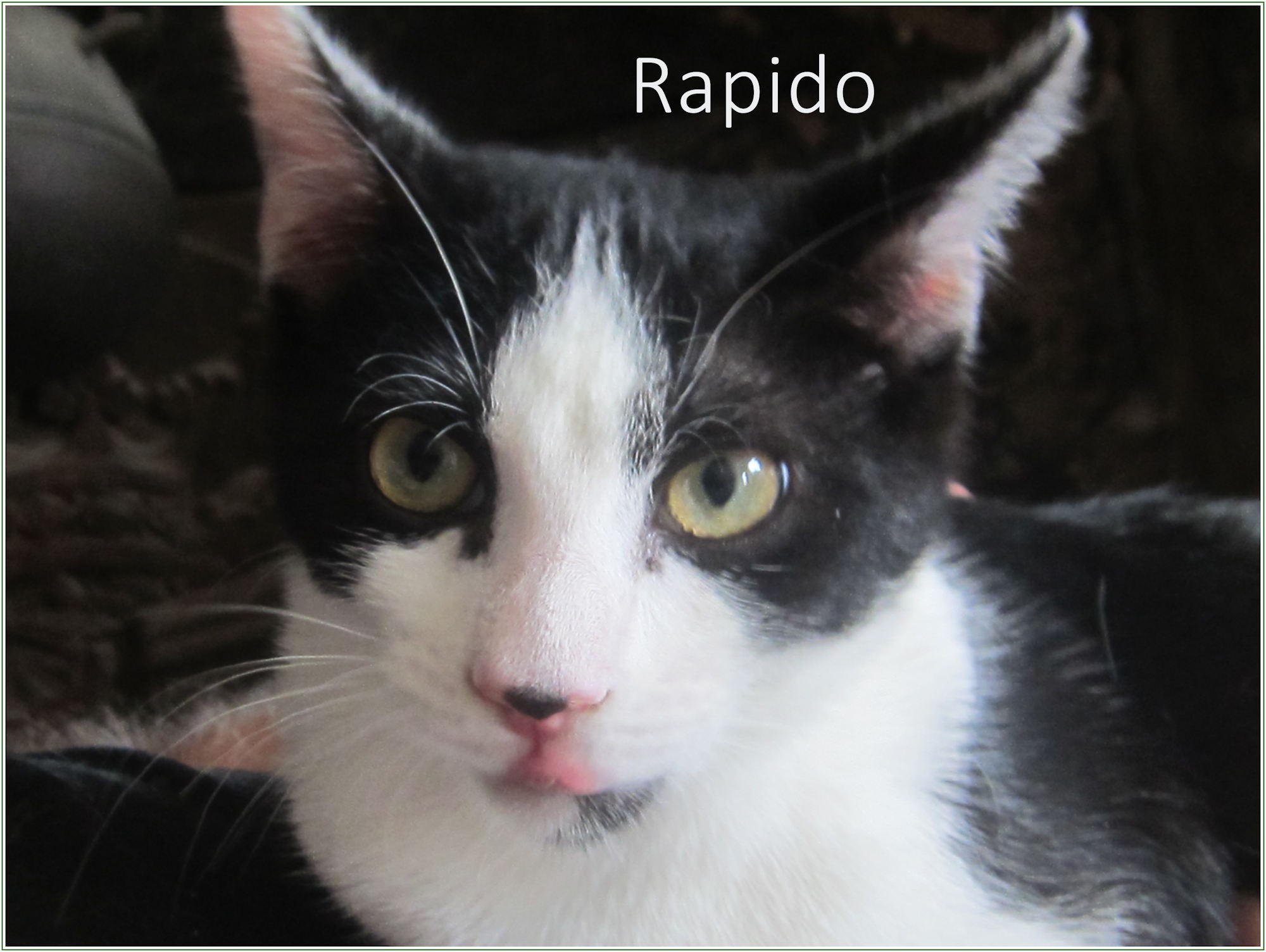 Rapido - M - Né le 01/06/2020 - Adopté en septembre 2020
