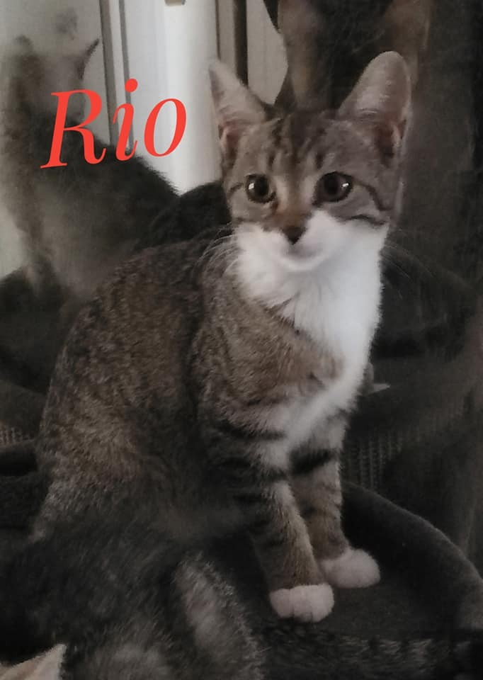 Rio - M - Né le 10/06/2020 - Adopté en septembre 2020