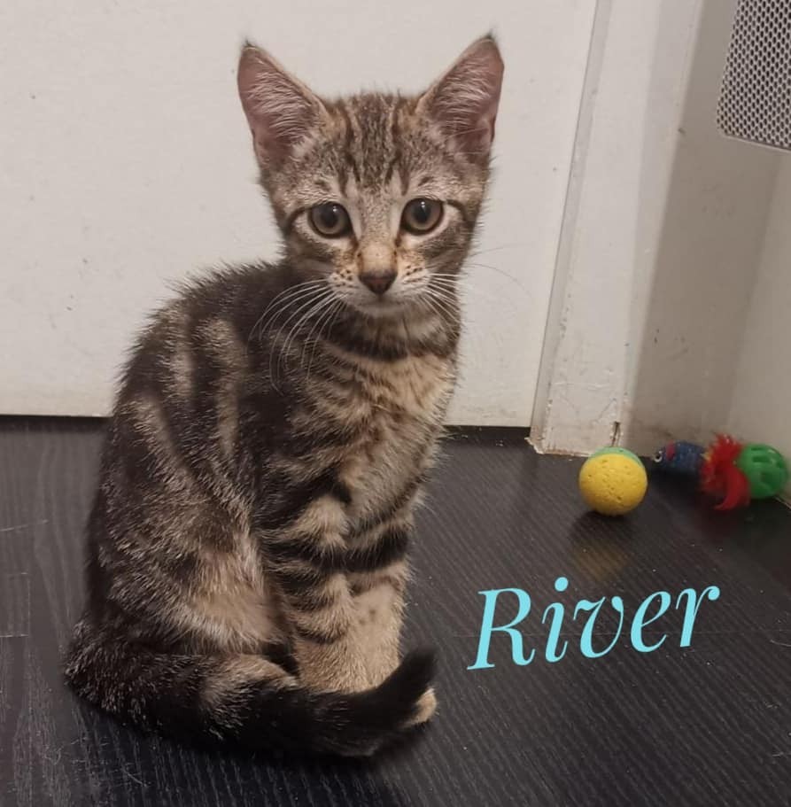 River - M - Né le 26/04/2020 - Adopté en septembre 2020