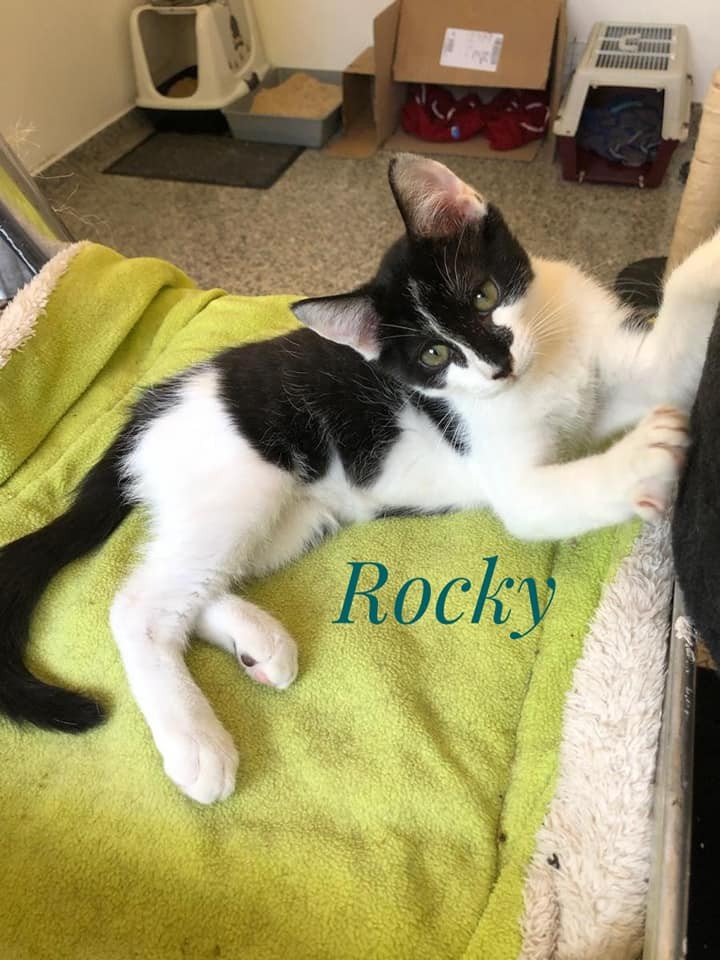 Rocky - M - Né le 15/5/2020 - Adopté en septembre 2020