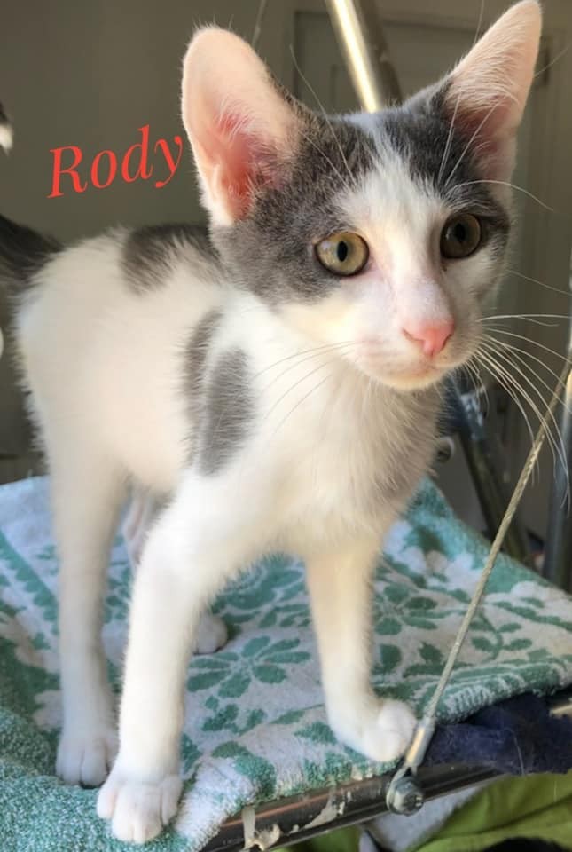 Rody - M - Né le 15/5/2020 - Adopté en septembre 2020