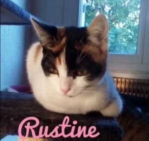 Rustine - F - Née le 15/12/2019 - Adoptée en juin 2020