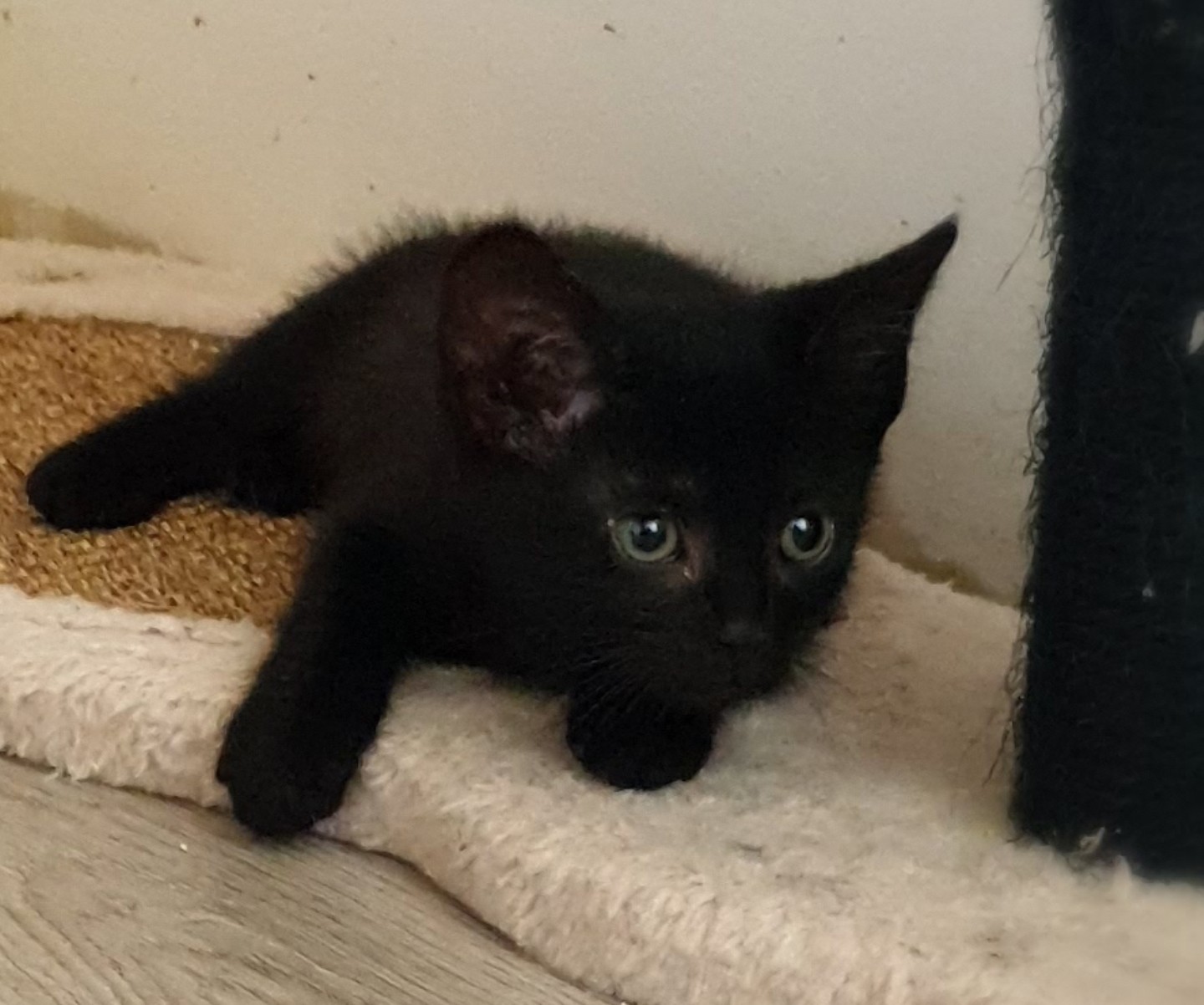 Salem - F - Née le 15/5/2021 - Adoptée en octobre 2021