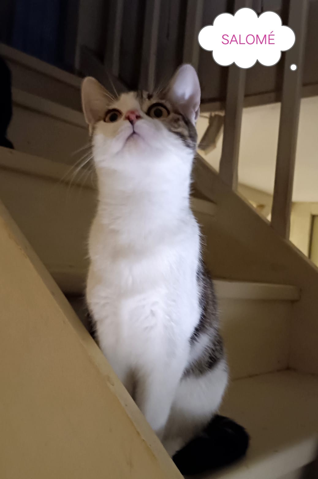 Salomé - F - Née le 10/06/2021 - adoptée en février 2022