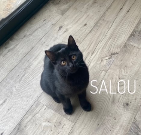 Salou - M - Né le 1/9/2021 - Adopté en janvier 2022