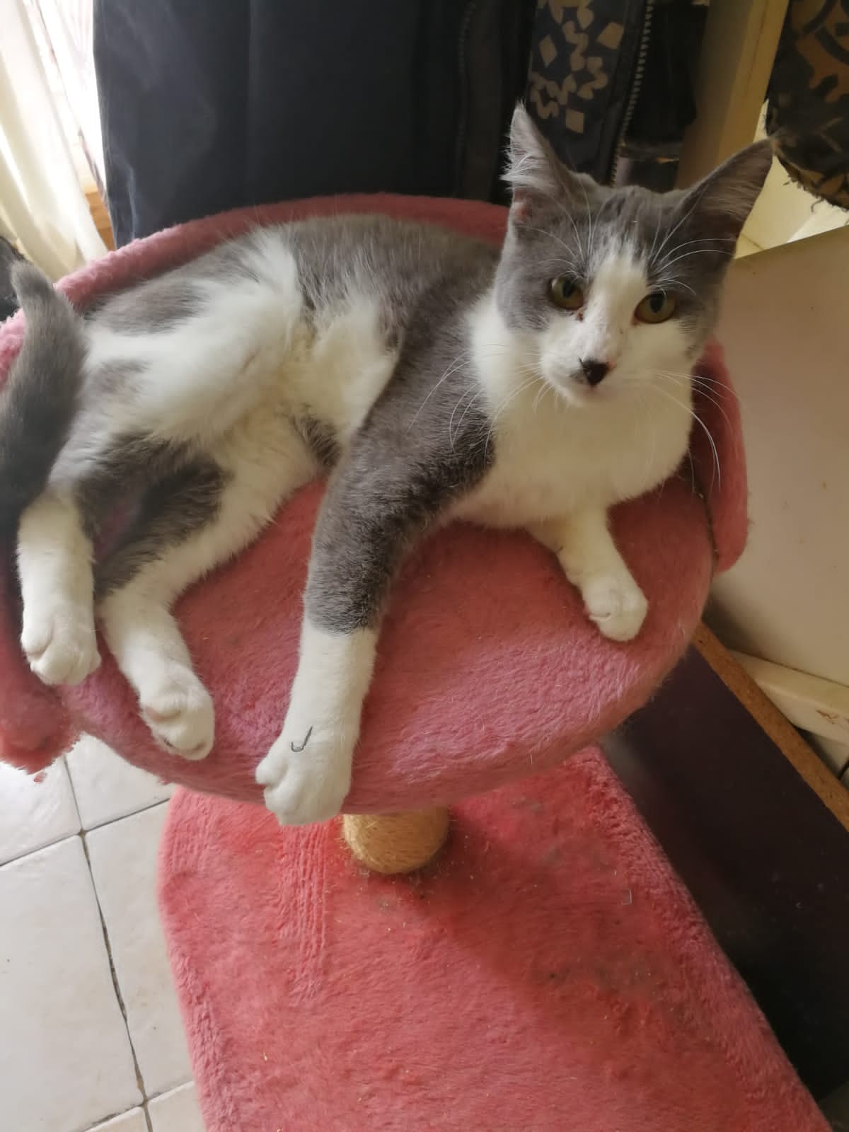 Scilla - F - Née le 12/10/2020 - Adoptée en octobre 2021