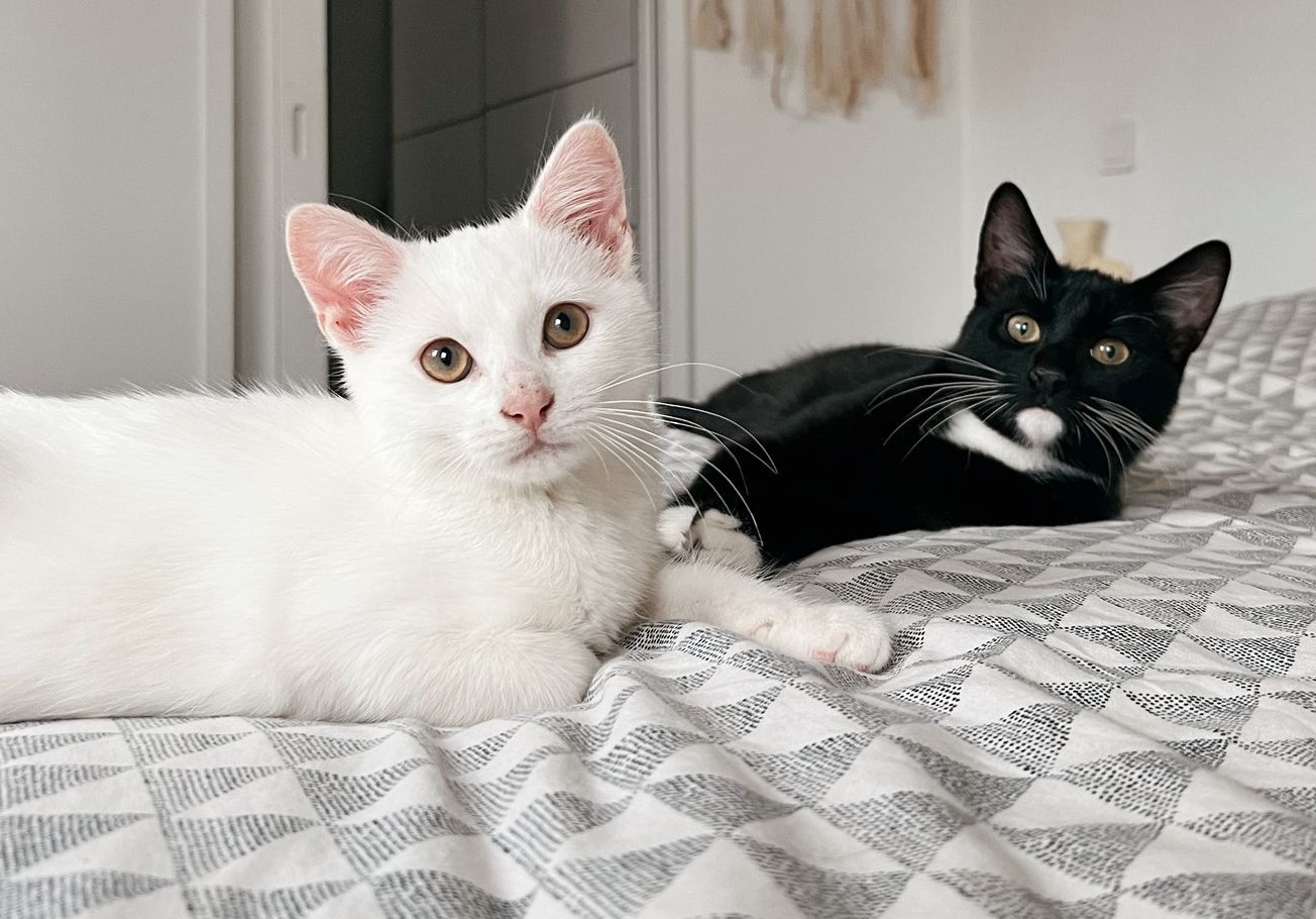 Seidji - M -  né le 1/9/21 et Snow - M - Né le 8/10/21 - Adoptés en janvier 2022