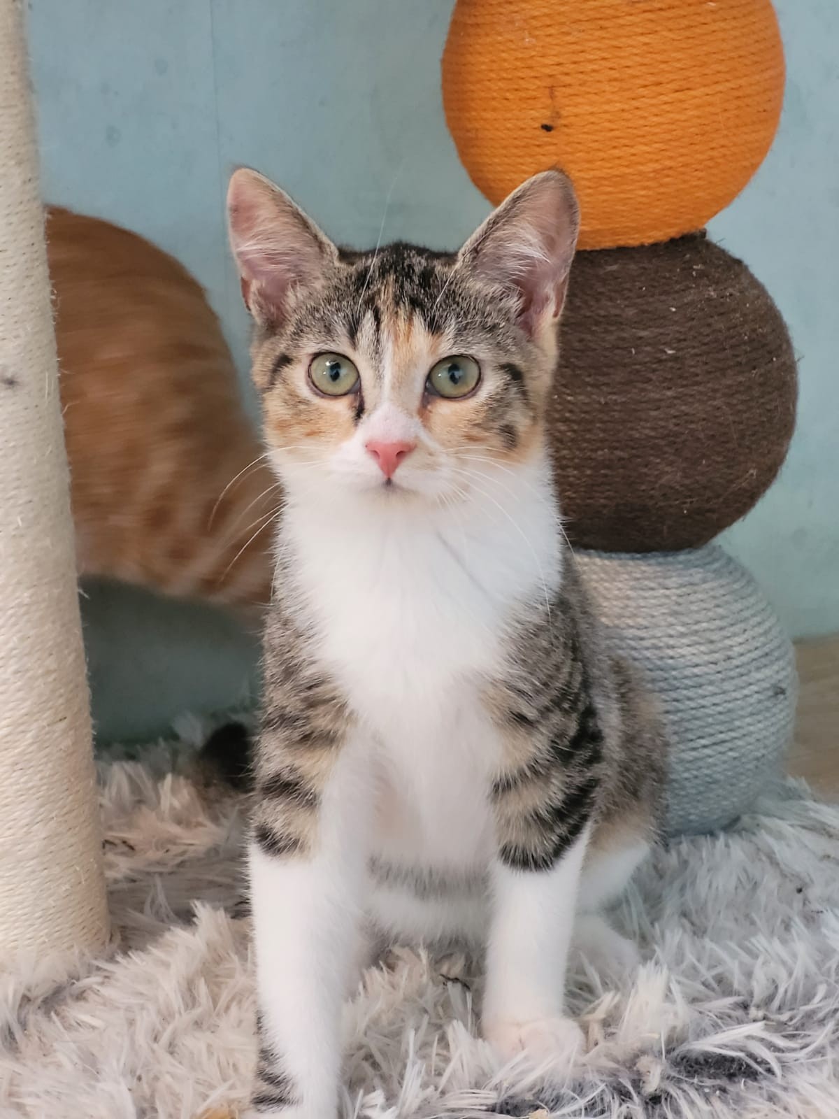 Shoupette - F - Née le 10/5/2021 - Adoptée en nov 2021