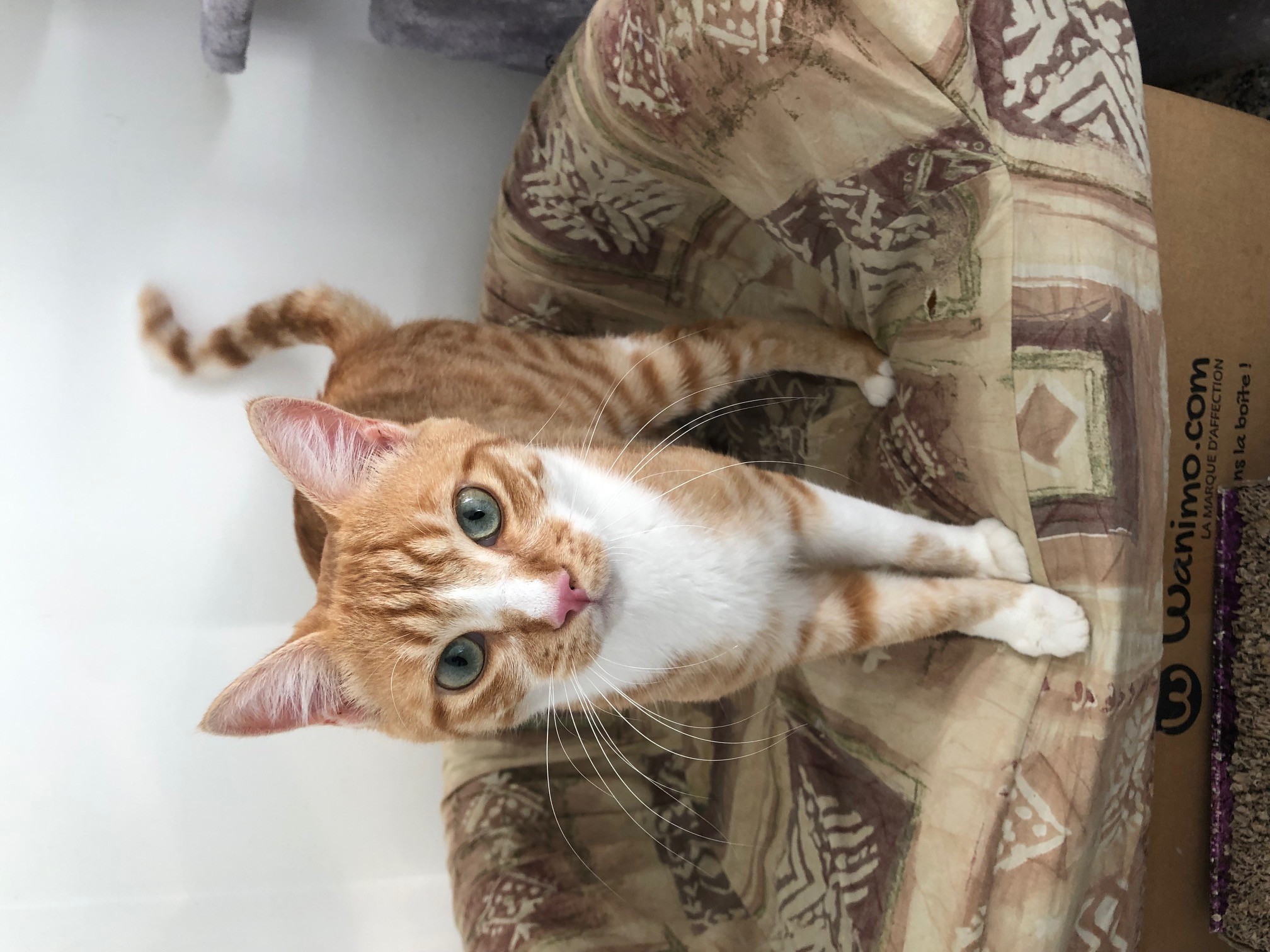 Simba - M - Né le 1/6/2020 - Adopté en octobre 2021
