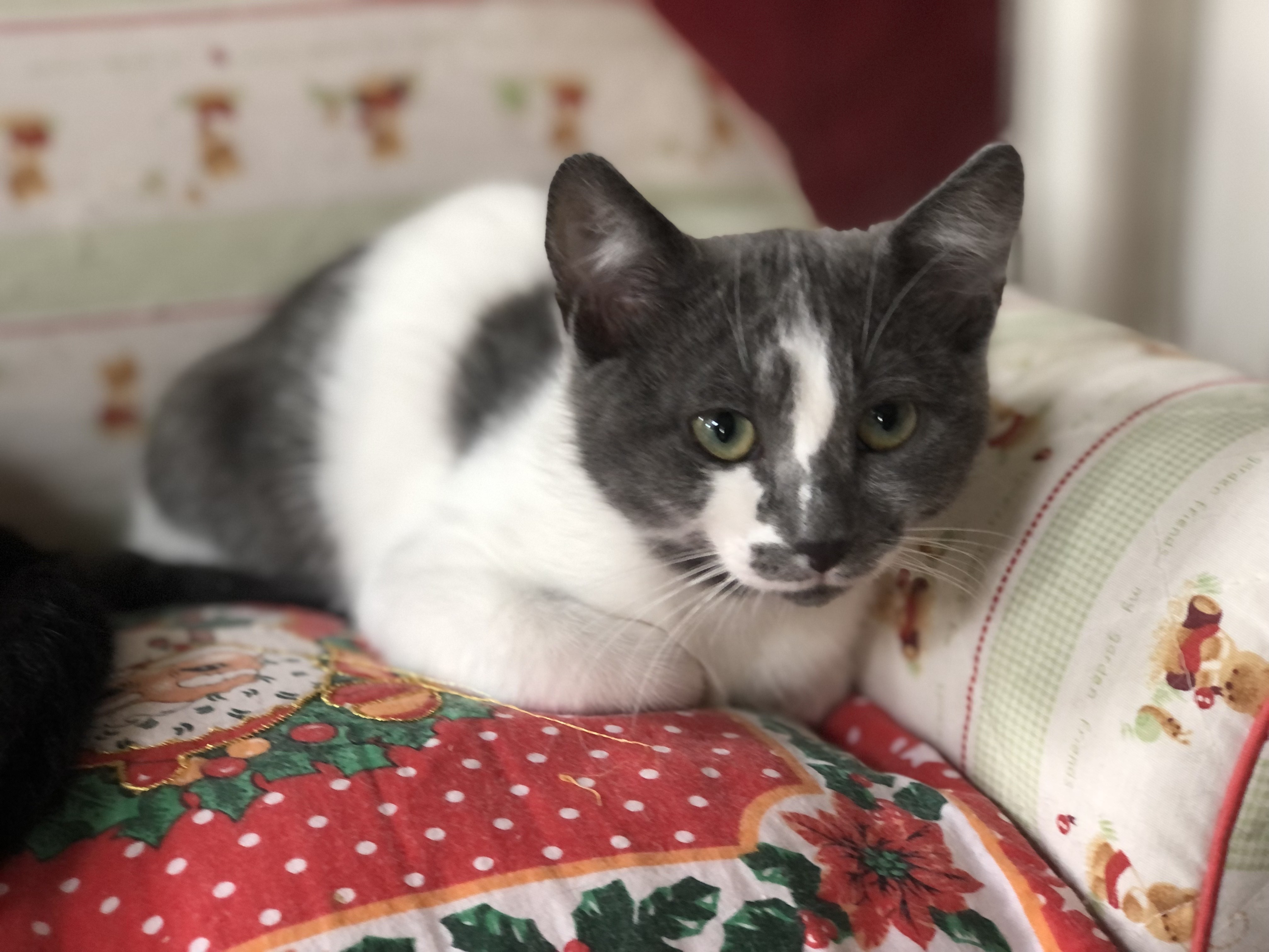 Skippy - F - Née le 1/4/2021 - Adoptée en août 2021