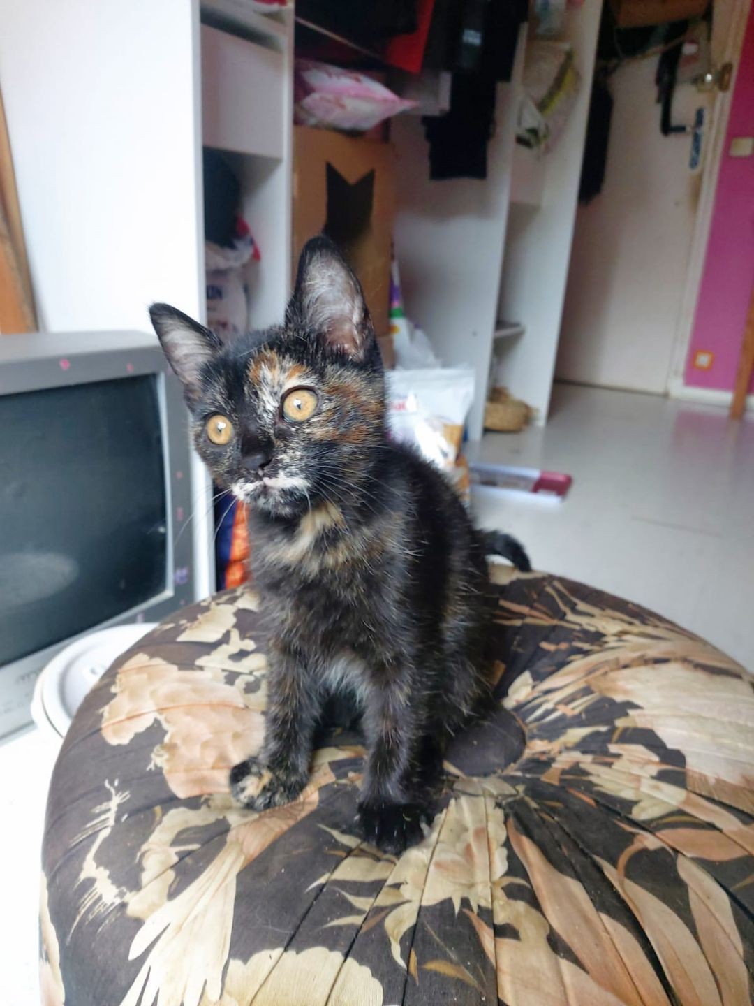 Skitty - F - Née le 24/5/2021 - Adoptée en septembre 2021