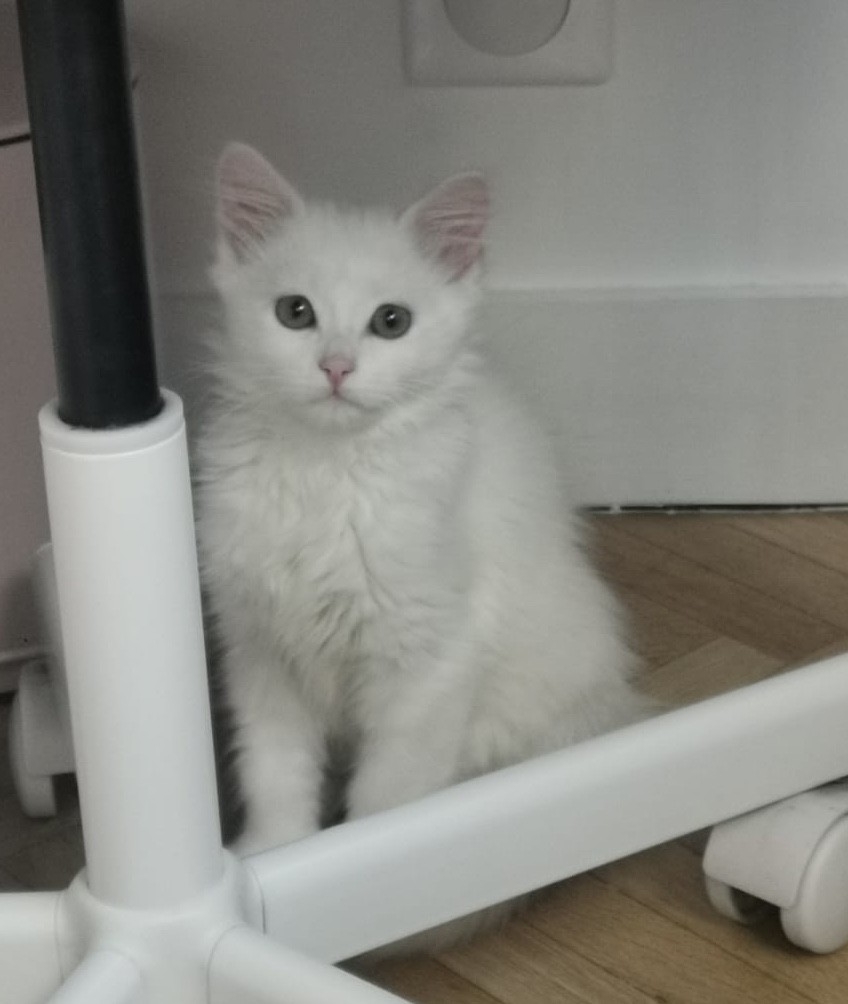 Slooky - M - Né le 8/10/2021 - Adopté en janvier 2022