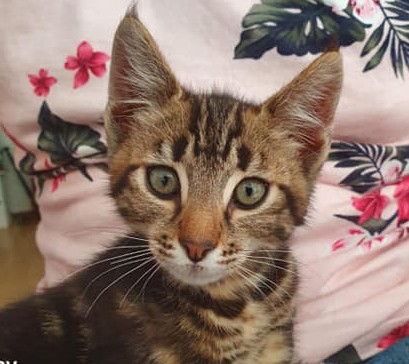 Stanley - M - Né le 24/5/2021 - Adopté en septembre 2021