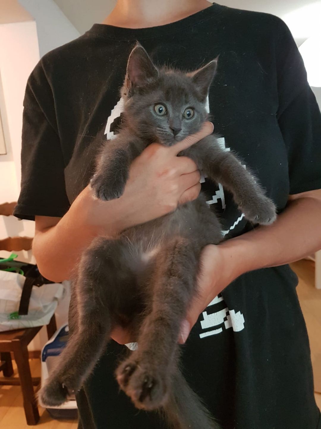 Stella - F - Née le 1/4/2021 - Adoptée en septembre 2021