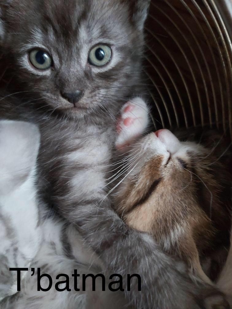 T batman - M - Né le 3/7/22 - Adopté en oct 22