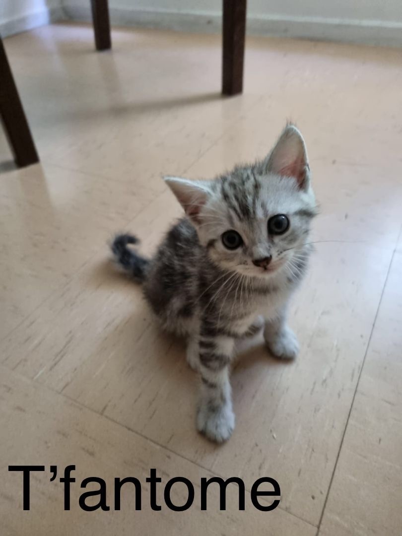 T fantome - F - Née le 3/7/22 - Adoptée en oct 22