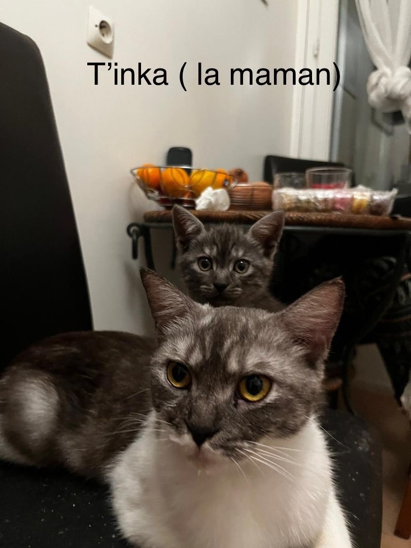 Ti T' inka - F - née le 1/1/22 - Adoptée en oct 22