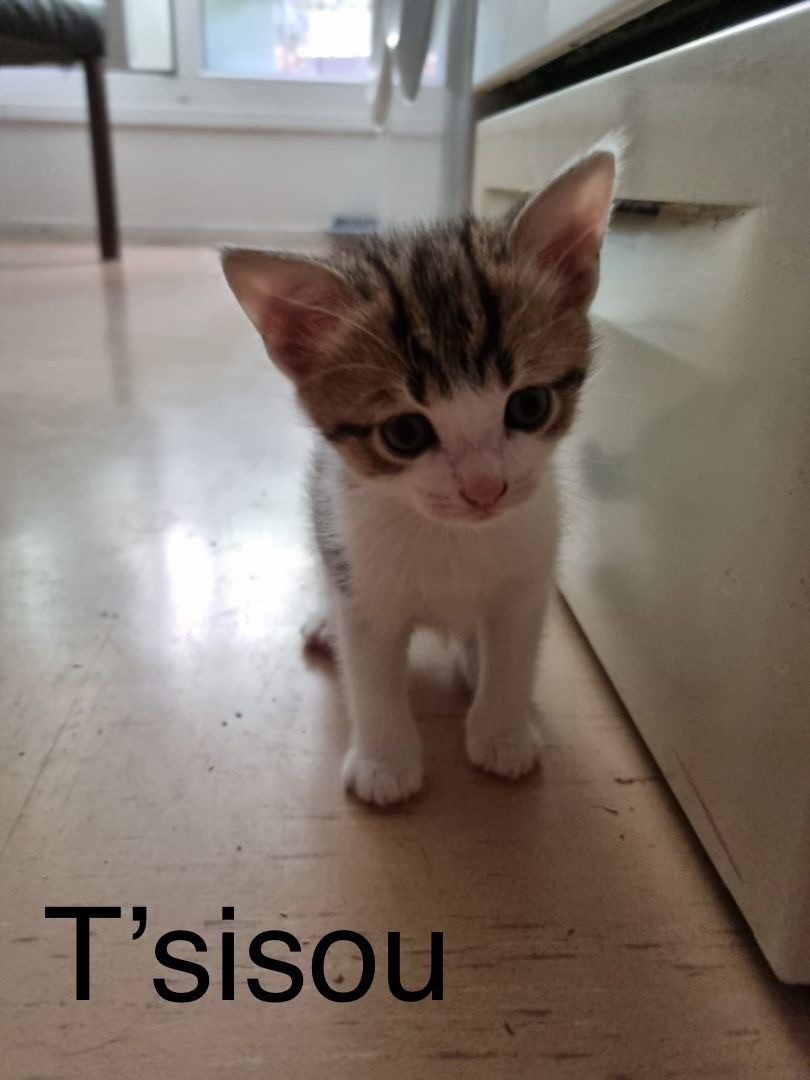 T sisou - M - Né le 3/7/22 - Adopté en oct 22