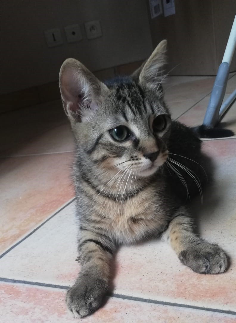 Tabasco - M - né le 25/6/22 - adopté en sept 22
