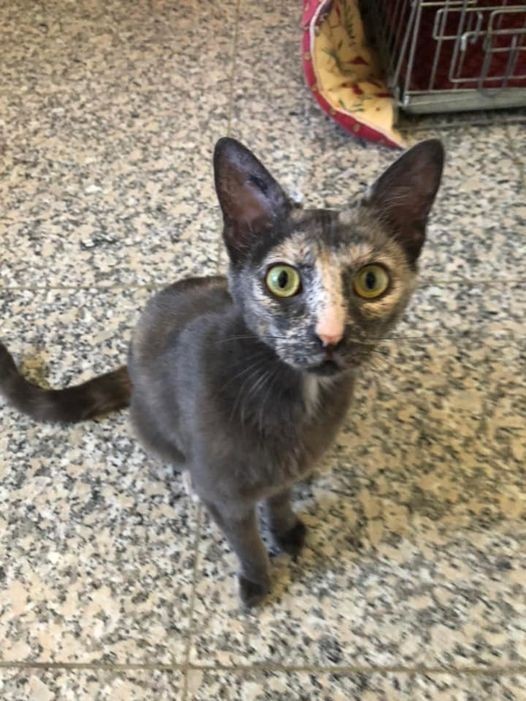 Tagada - F - née le 1/11/21 - adoptée en sept 22