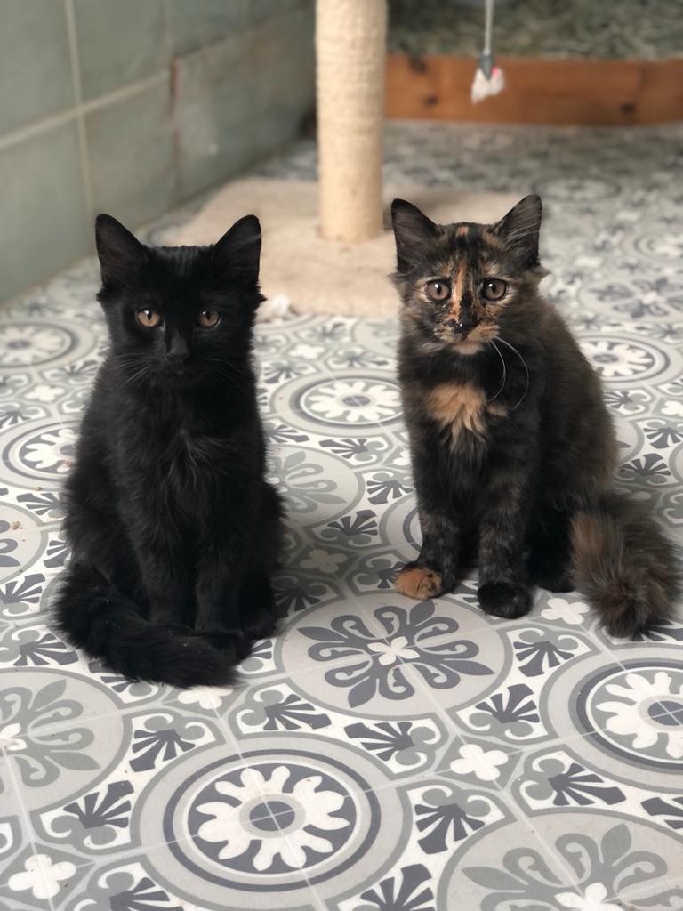 Tahiti et Touareg (noir) - F et M - Nés le 1/7/22 - Adoptés en oct 22