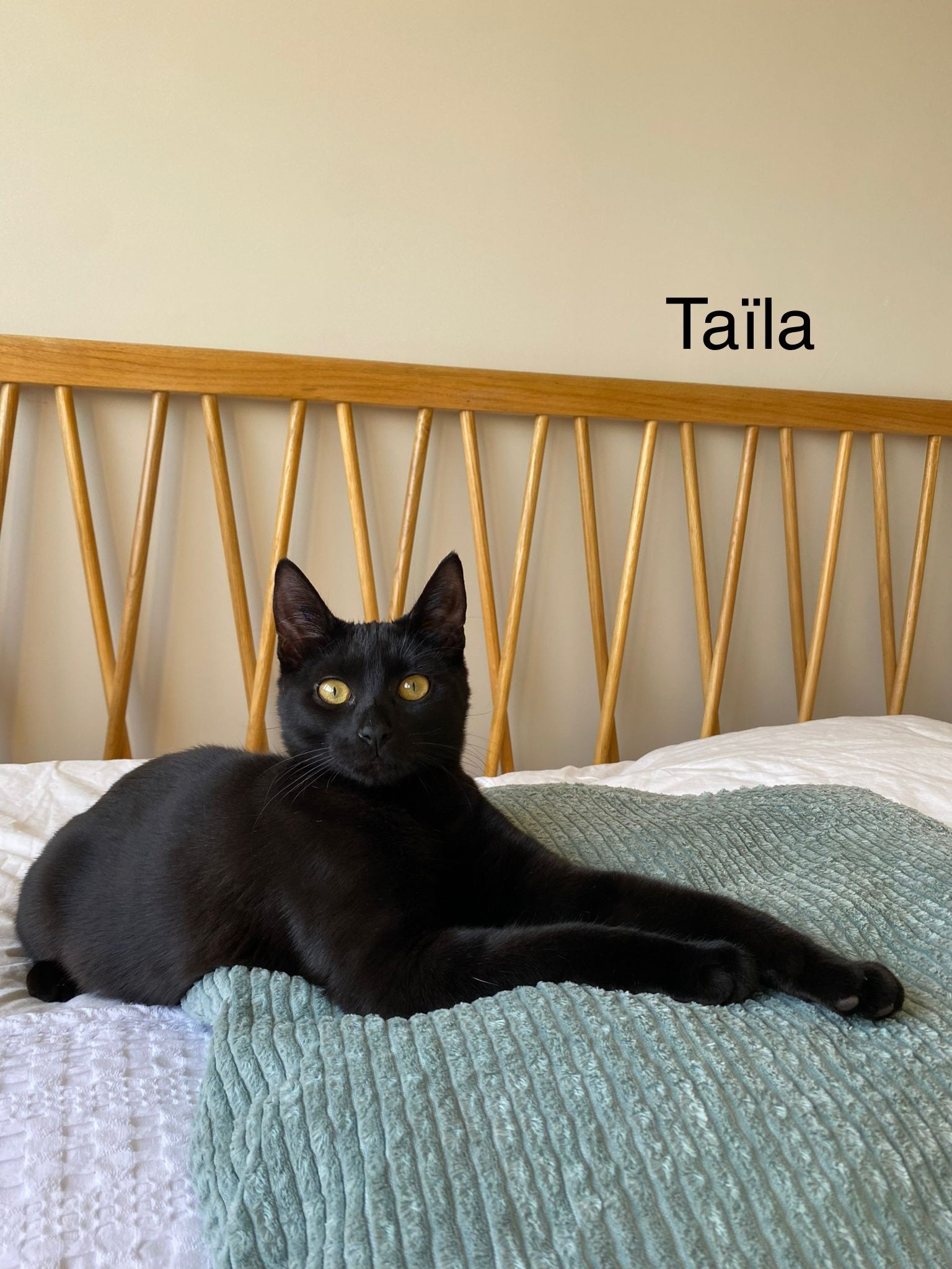 Taila - F - Née le 20/4/22 - Adoptée en juin 22