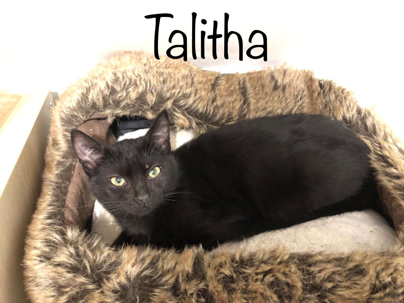 Talitha - F - née le 8/10/2022 adoptée en février 2023