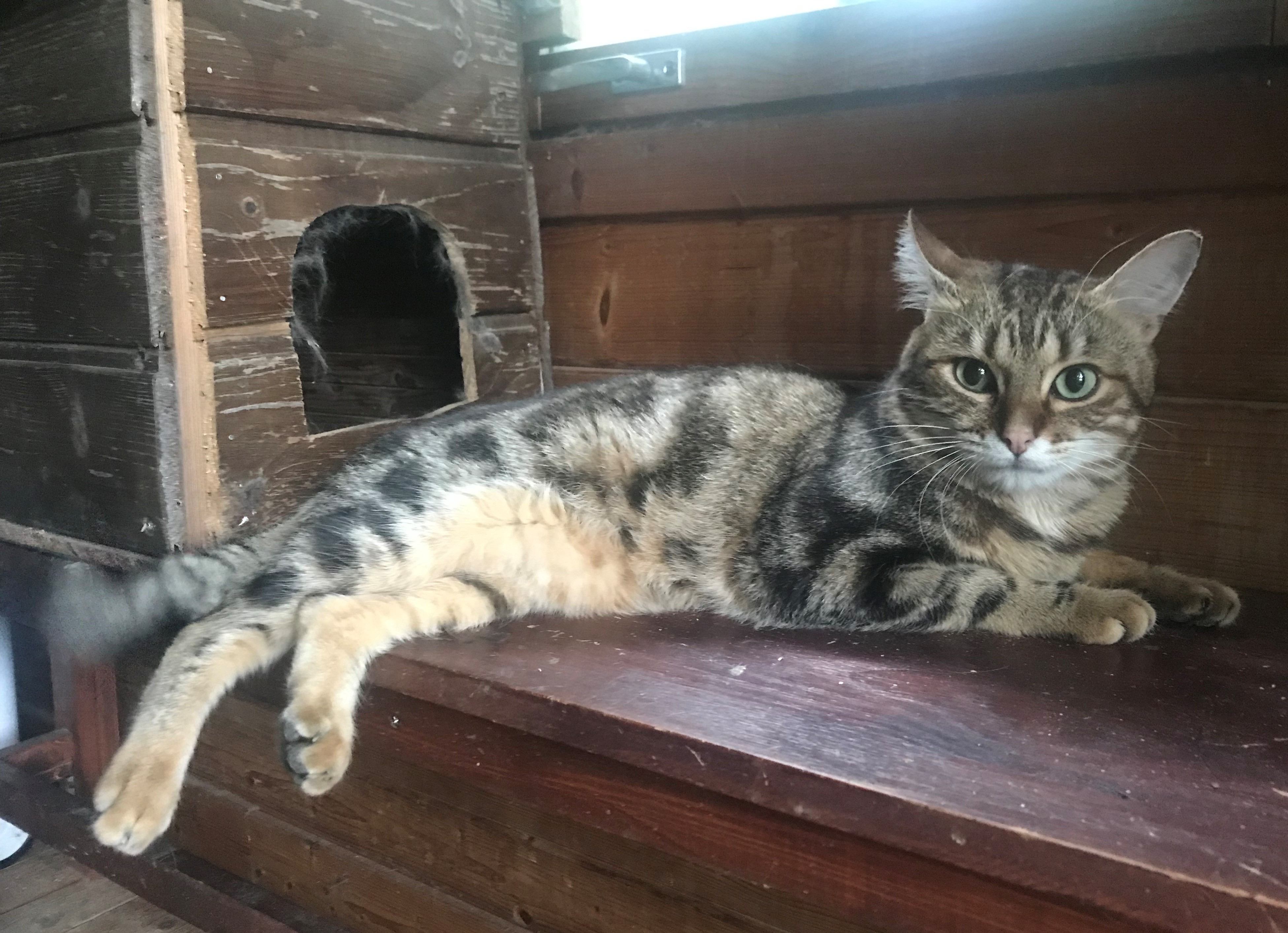 Tango- M - Né le 1/5/20 - Adopté en juin 22