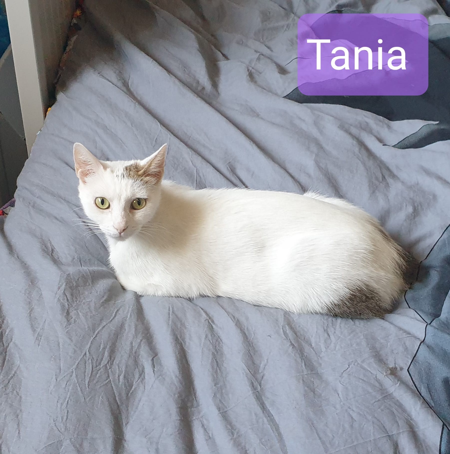 Tania - F - née le 1/1/21 - adoptée en août 22