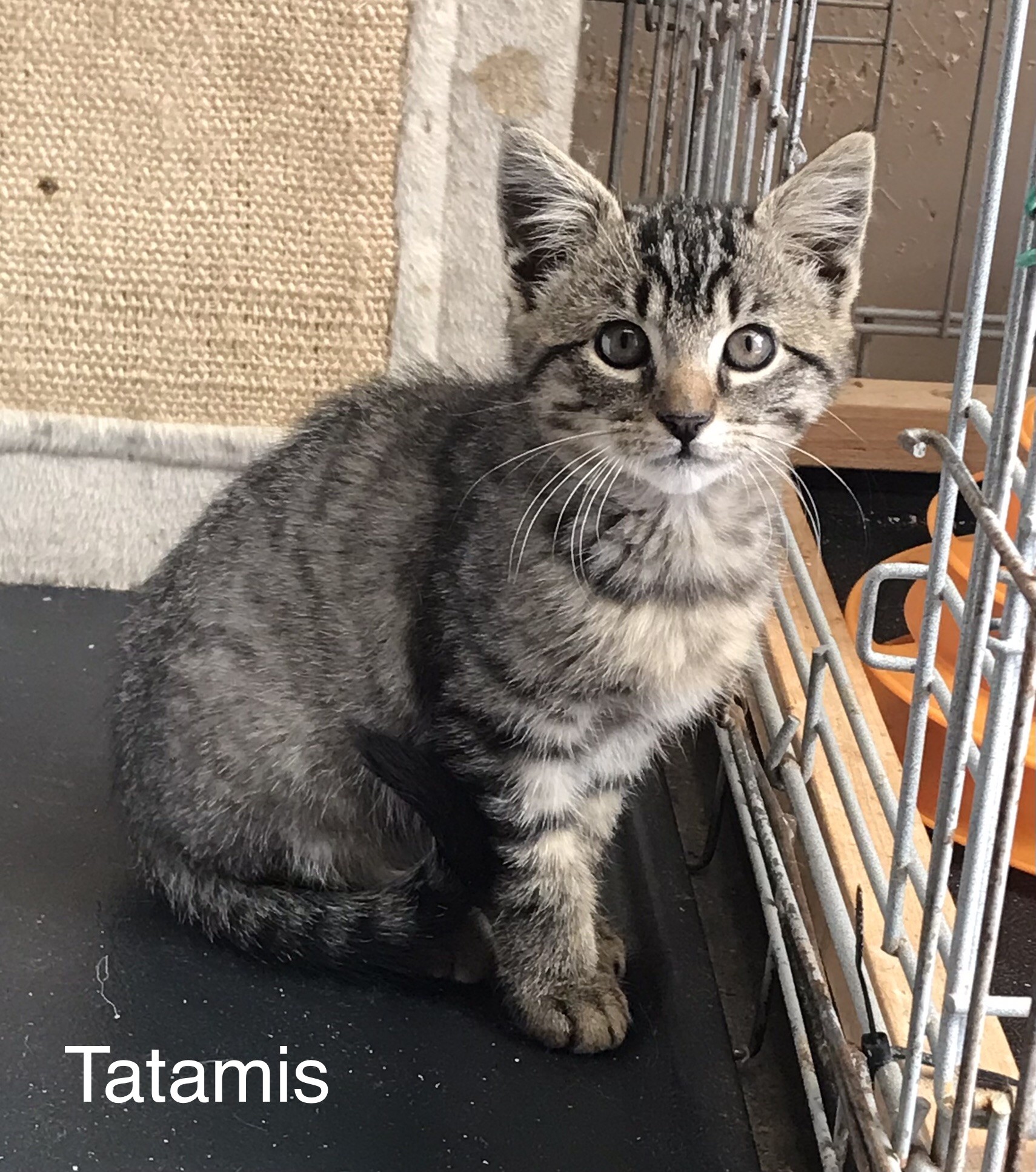 Tatamis - M - Né le 1/7/2022 - Adopté en oct 2022