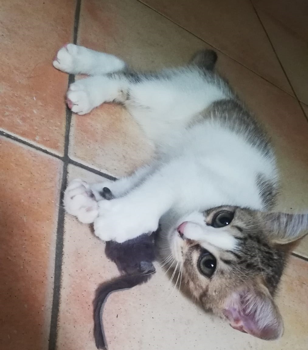 Taz - F - née le 25/6/22 - adoptée en sept 22