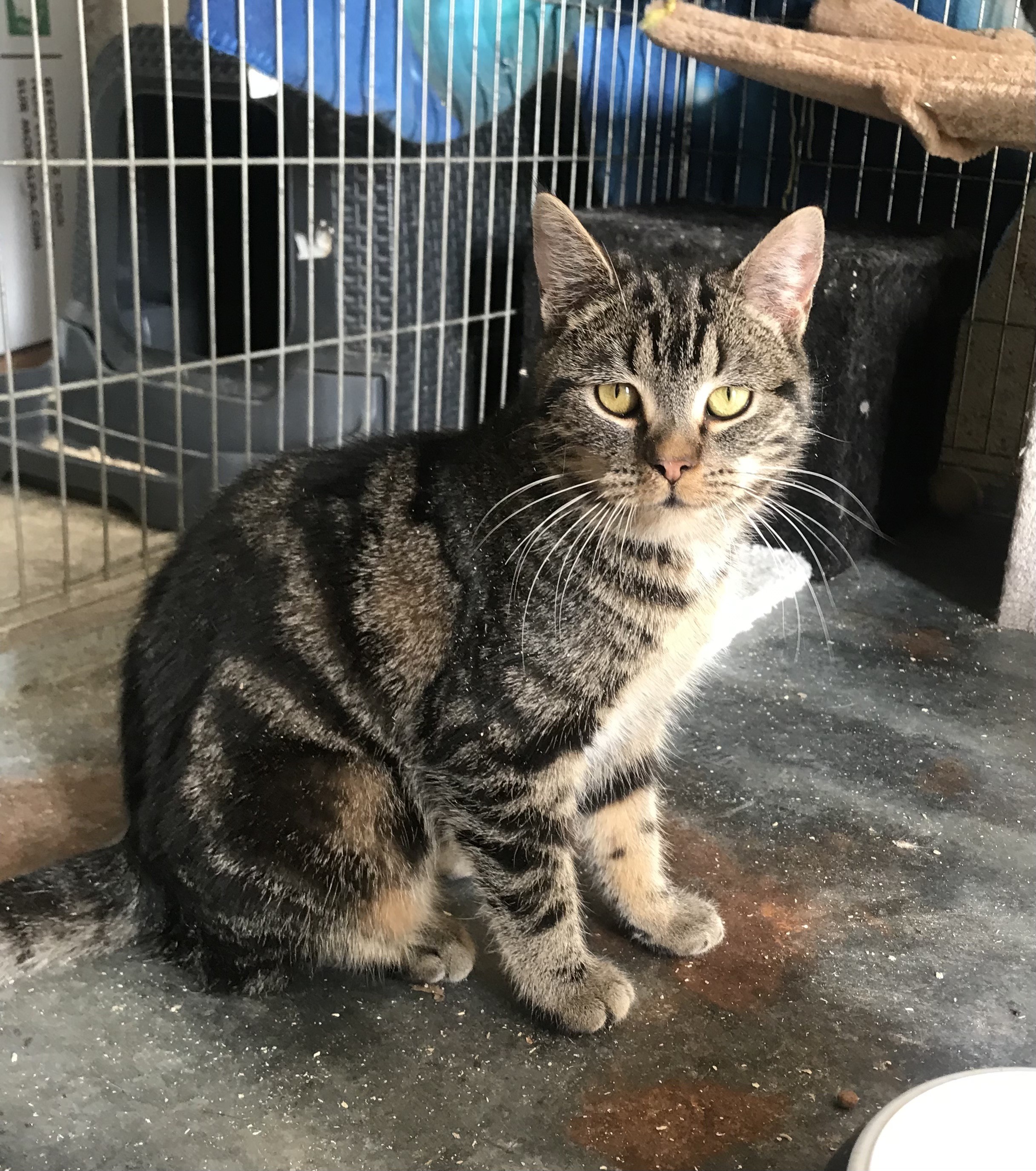 Tefertiti -F - née le 1/7/22 adoptée en mars 2023