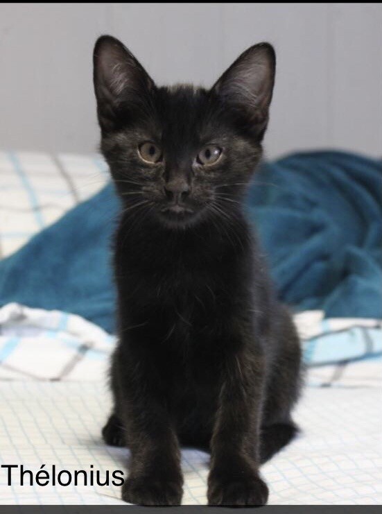 Telonius - M - né le 26/5/22 - adopté en sept 22
