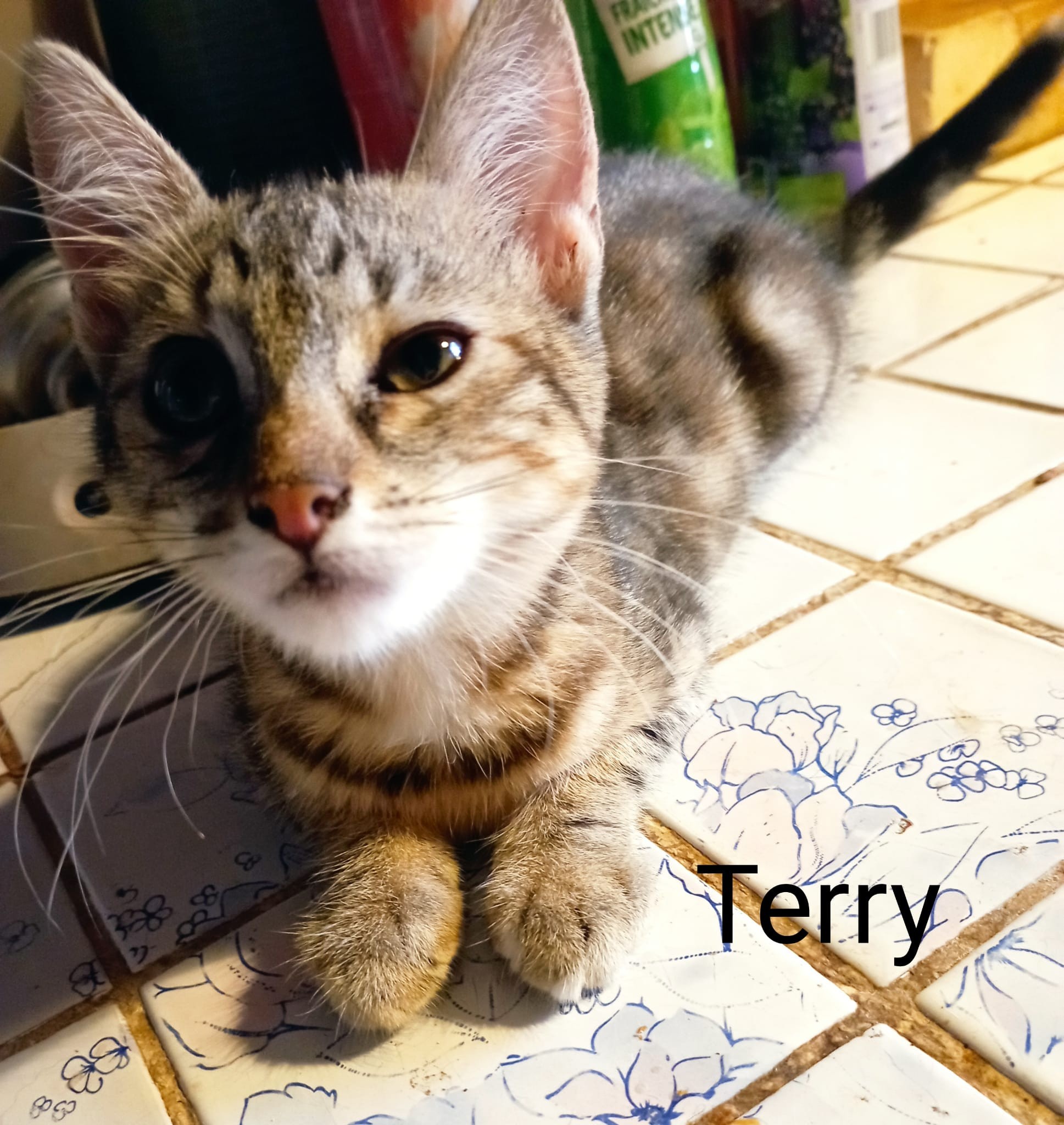 Terry - F - née le 1/5/22 - adoptée en sept 22