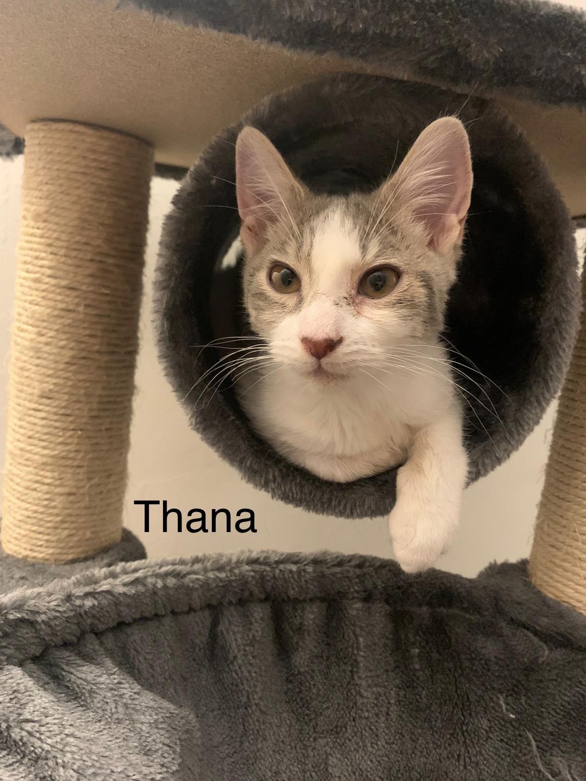 Thana - F - Née le 1/4/22 - Adoptée en juillet 22