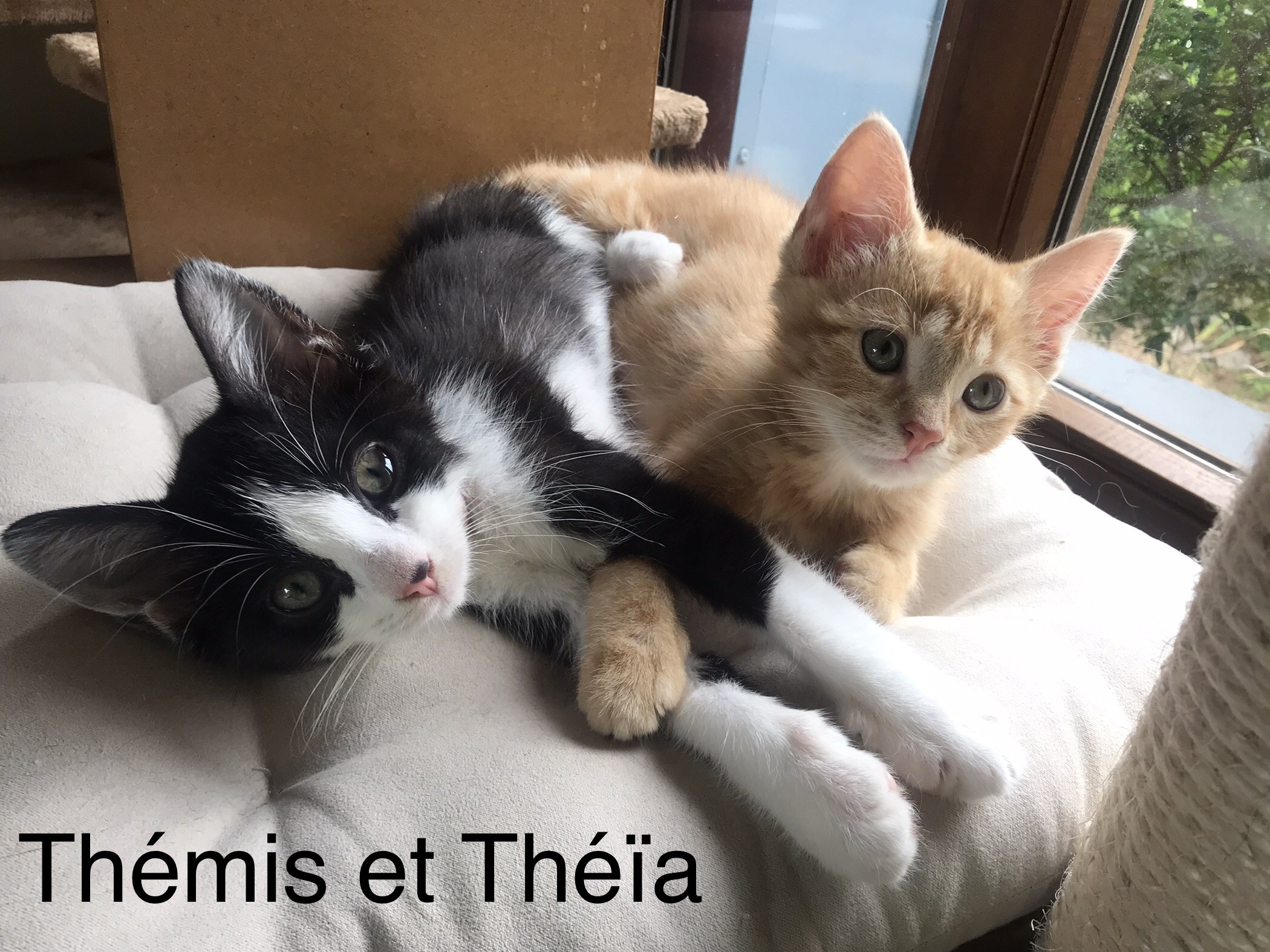 Themis et theia - F - nées le 20/5/22 - adoptées en août 22