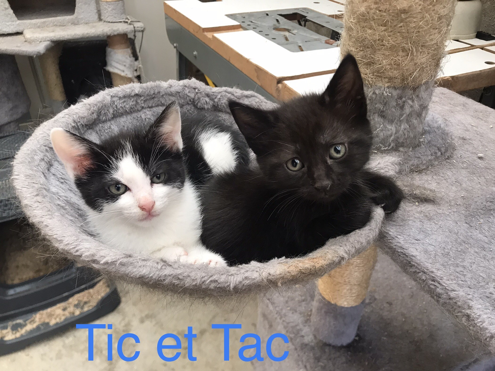 Tic et tac - M - nés le 28/4/22 - adoptés en août 22