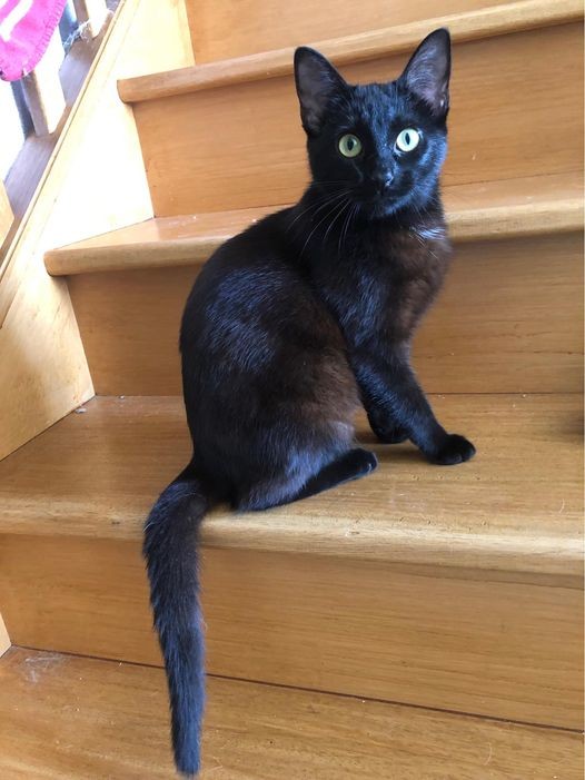 Tigra -F - née le 1/1/21 adoptée en mars 2023