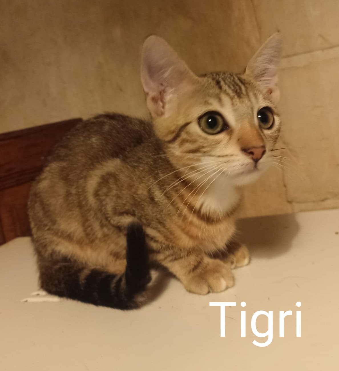 Tigri - M - né le 1/5/22 - adopté en août 22