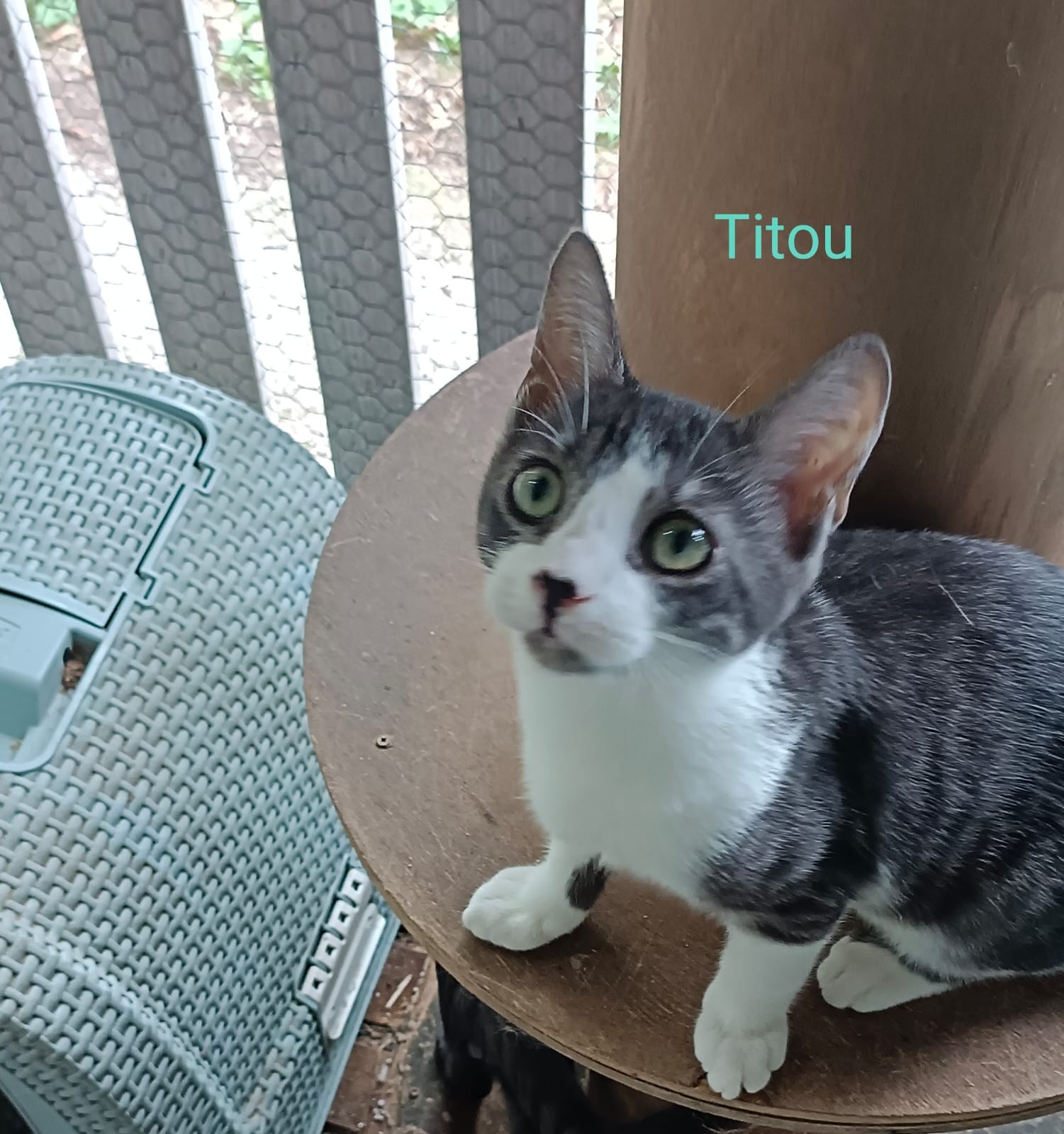 Titou - M - Né le 1/5/22 - Adopté en sept 22