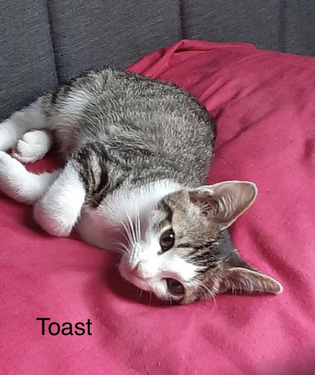 Toast - M - né le 1/5/22 - adopté en août 22