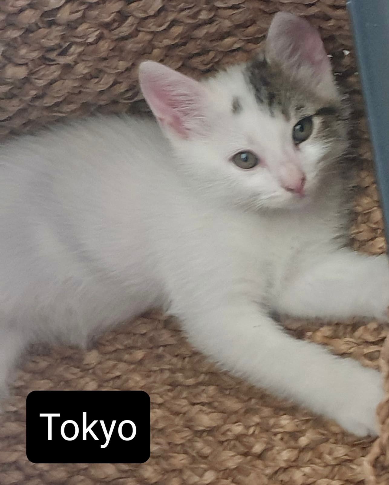 Tokyo - M - né le 15/4/22 - adoptée en août 22 