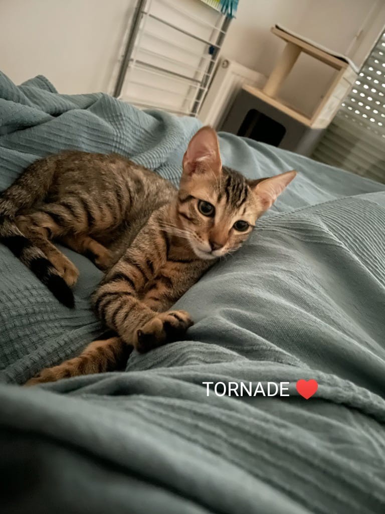 Tornade - M - Né le 1/3/22 - Adopté en juin 22